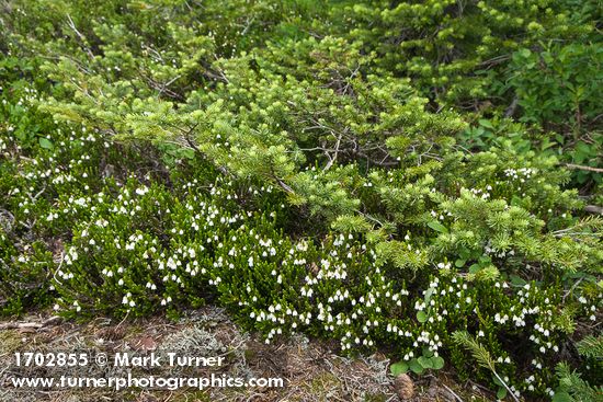 Cassiope mertensiana