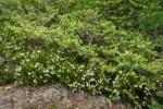 White Heather at base of Subalpine Fir