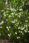 White Heather