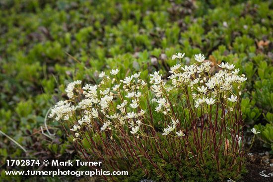 Saxifraga bronchialis