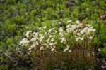 Spotted Saxifrage