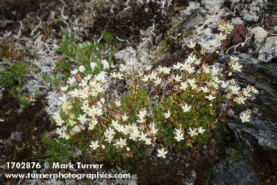 Saxifraga bronchialis