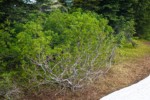 Sitka Mountain Ash leafing out and blooming next to melting snow