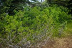 Sitka Mountain Ash leafing out and blooming