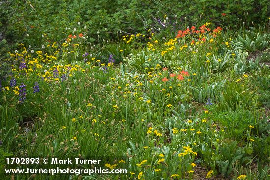 Arnica latifolia; Castilleja miniata; Carex spectabilis; Lupinus latifolius; Bistorta bistortoides