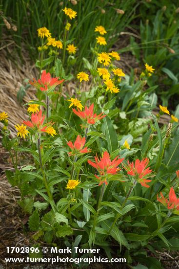 Castilleja miniata; Arnica latifolia