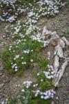 Spreading Phlox