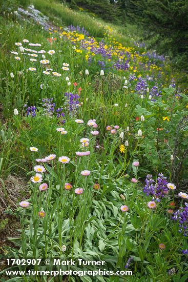 Erigeron glacialis; Lupinus latifolius; Bistorta bistortoides