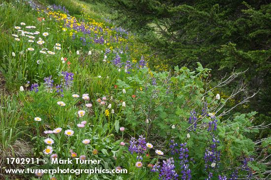 Erigeron glacialis; Lupinus latifolius; Bistorta bistortoides; Ribes acerifolium