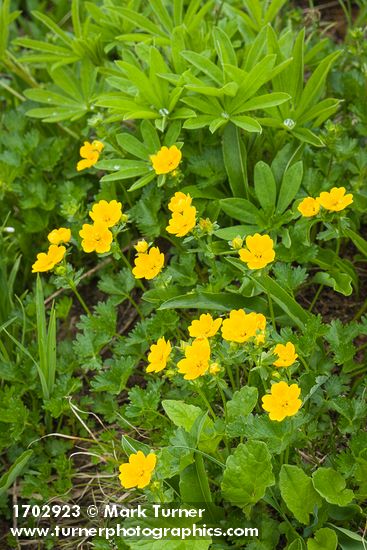 Potentilla flabellifolia