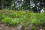 Mountain Arnica, Broadleaf Lupines, Sitka Valerian, Sickle-top Lousewort at base of Subalpine Firs