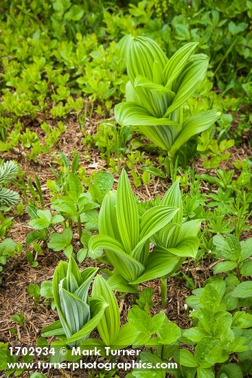 Veratrum viride