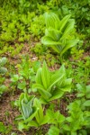 Green Corn Lilies new foliage