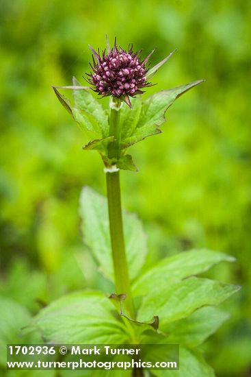 Valeriana sitchensis