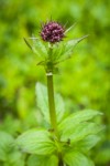 Sitka Valerian flower buds