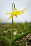 Glacier Lily