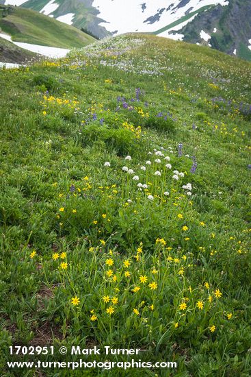 Arnica latifolia; Valeriana sitchensis; Lupinus latifolius