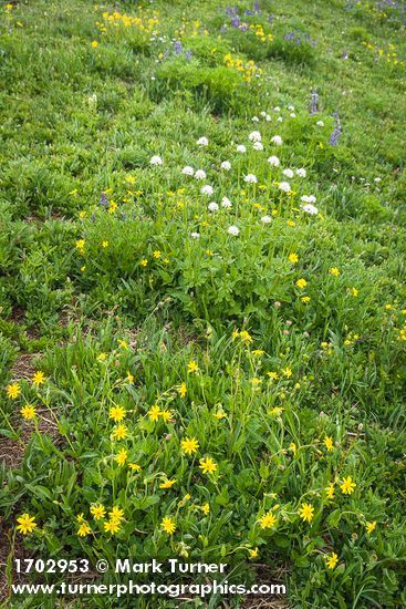 Arnica latifolia; Valeriana sitchensis; Lupinus latifolius