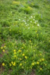 Mountain Arnica, Broadleaf Lupines, Sitka Valerian in meadow