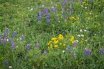 Mountain Arnica, Broadleaf Lupines, Wandering Daisies, American Bistort in meadow