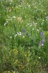 Wandering Daisies, Broadleaf Lupines, American Bistort, Sticky Cinquefoil in meadow