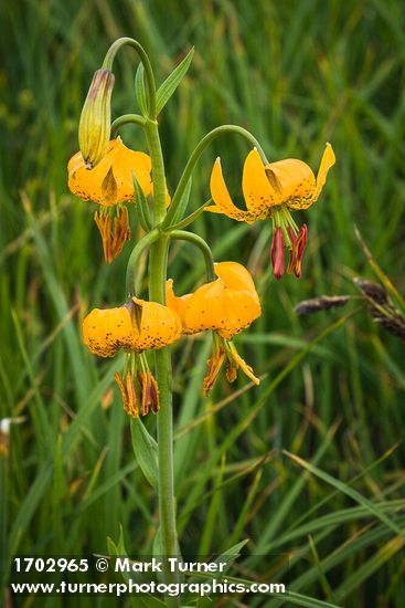 Lilium columbianum