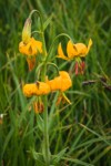 Columbia Lily blossoms