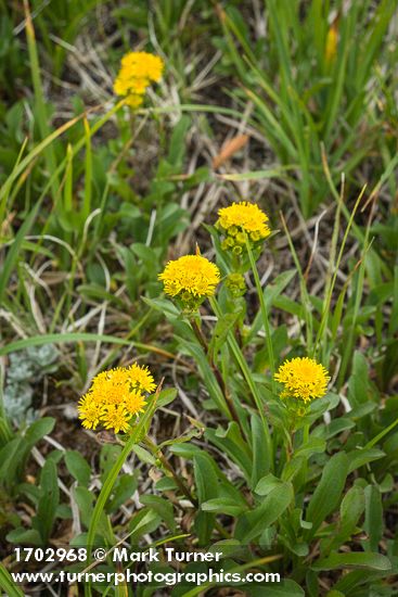 Solidago multiradiata