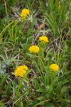 Alpine Goldenrod