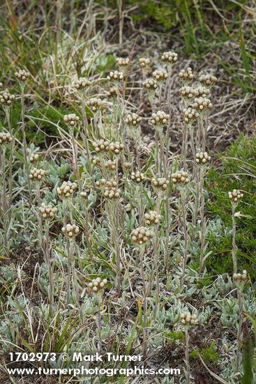 Antennaria umbrinella