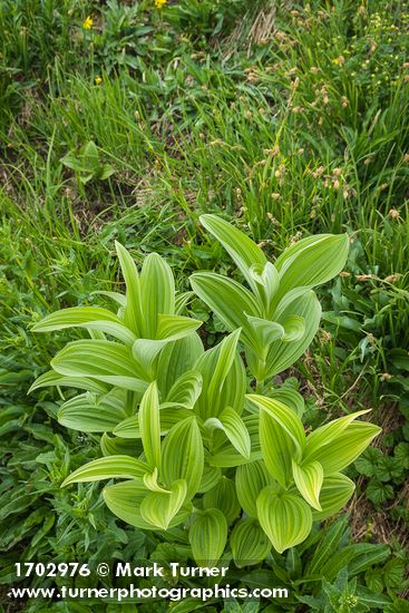 Veratrum viride