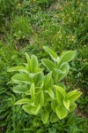 Green Corn Lily young foliage