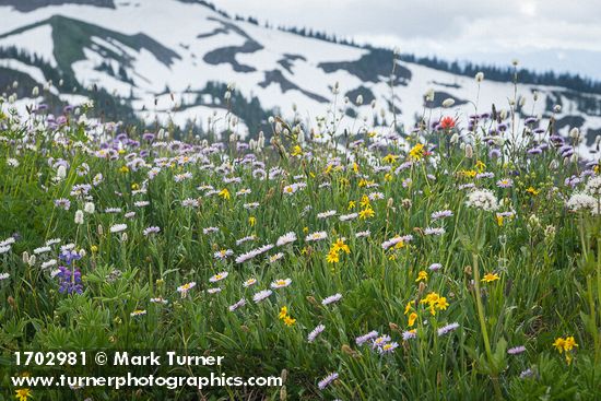 Erigeron glacialis; Arnica latifolia; Bistorta bistortoides; Lupinus latifolius