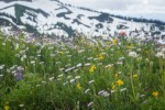 Wandering Daisies, Mountain Arnica, American Bistort, Broadleaf Lupines in meadow w/ snow-covered ridge soft bkgnd