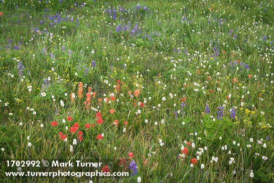 Castilleja miniata; Bistorta bistortoides; Erigeron glacialis; Lupinus latifolius