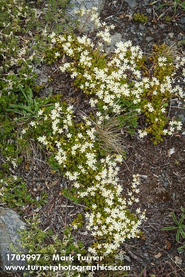 Saxifraga bronchialis