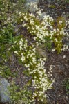 Spotted Saxifrage