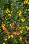 Giant Red Paintbrush, Mountain Arnica among branches of Subalpine Fir