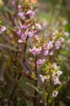 Sickletop Lousewort blossoms