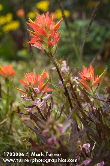 Castilleja miniata; Pedicularis racemosa