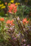 Giant Red Paintbrush w/ Sickletop Lousewort