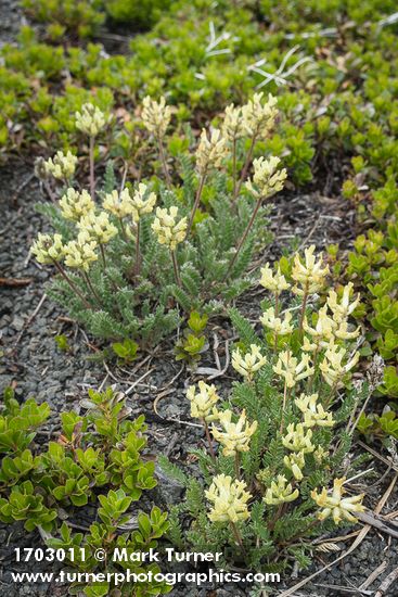 Oxytropis campestris