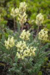 Common False Locoweed