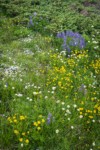 Mountain Arnica, American Bistort, Broadleaf Lupines, Wandering Daisies, Spreading Phlox, Sitka Valerian in meadow w/ Subalpine Fir branches bkgnd