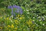 Mountain Arnica, American Bistort, Broadleaf Lupines, Wandering Daisies, Sitka Valerian in meadow against Subalpine Fir branches