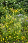 Mountain Arnica w/ Towering Lousewort