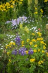 Broadleaf Lupines, Mountain Arnica, Towering Lousewort, Spreading Phlox