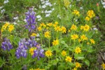 Broadleaf Lupines w/ Mountain Arnica