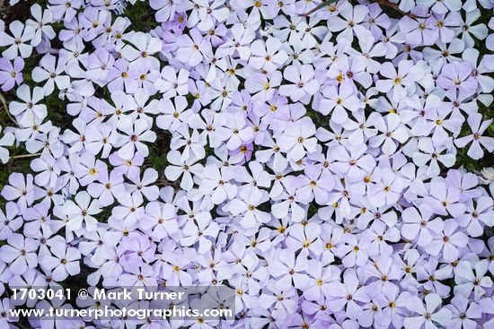 Phlox diffusa