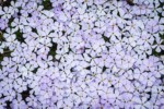 Spreading Phlox blossoms